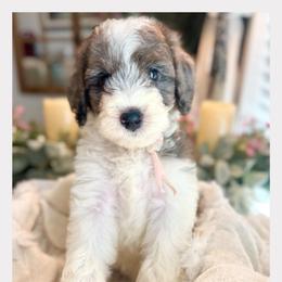 HYACINTH - Parti female Goldendoodle puppy in Houston, Texas from Pia’s Doodle Poodle Wag