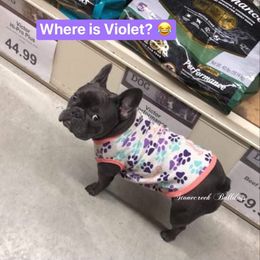 French Bulldog All Grown Up from Stonecreek Bulldogs