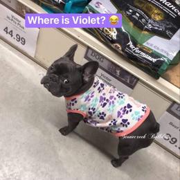 French Bulldog All Grown Up from Stonecreek Bulldogs