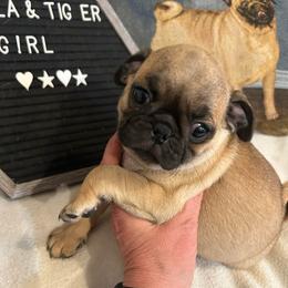 Fawn female - Fawn female Pug puppy in Norborne, Missouri from Pug Palace