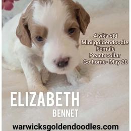 Elizabeth- peach - Parti female Goldendoodle puppy in Fort Worth, Texas from Stacy Warwick