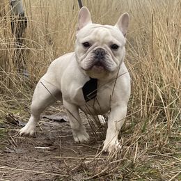 Ace - French Bulldog