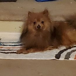 Bear - Pomeranian