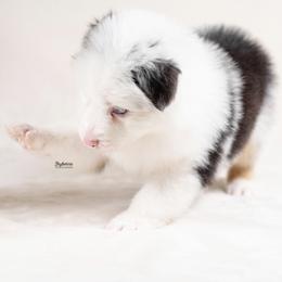 Merryweather - Blue merle female Australian Shepherd puppy in Woodford, Virginia from Skyborne Australian Shepherds