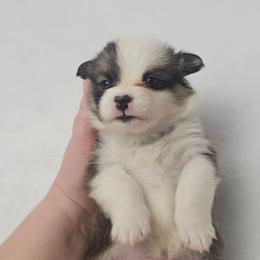 Neville Longbottom- full length tail - Sable male Pembroke Welsh Corgi puppy in Deming, New Mexico from Dragon Ridge Corgis