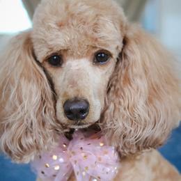 Bijou - Poodle