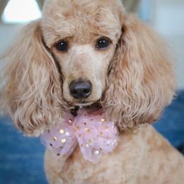 Bijou - Poodle