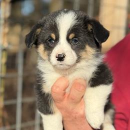 1,200 Boss - Black and tan male Pembroke Welsh Corgi puppy in Nashville, Arkansas from Whisenhunt Farms