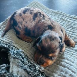 Moose-AKC . PRA clear - Gray (blue) and tan male Dachshund puppy in Dover, Oklahoma from Freckles and Furballs