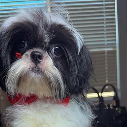 Ronnie - Black and white male Shih Tzu puppy in San Tan Valley, Arizona from Pretty Paws Shih Tzu's