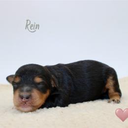 Rein - Black tri-color female Aussiedoodle puppy in Foxworth, Mississippi from Ten Mile Aussies