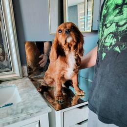 Ben - Ruby male Cavalier King Charles Spaniel puppy in Phoenix, Arizona from Royal Desert Cavaliers