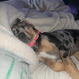 Tsukiko - Catahoula Leopard Dog