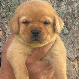 Dickens - Yellow male Labrador Retriever puppy in Clinton, New York from Skyline Hill Labradors