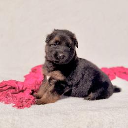 Jovi - Black and red female German Shepherd puppy in Lexington, Virginia from Stahlhaus ( Previously Buffelbach Farmstead Shepherds)