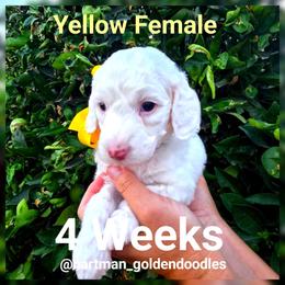 Yellow - Parti female Goldendoodle puppy in Upland, California from Hartman Goldendoodles