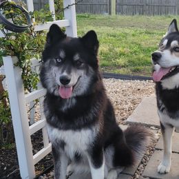 Siberian Husky All Grown Up from Velaris Huskies