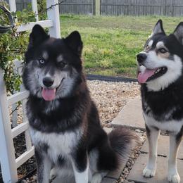 Siberian Husky All Grown Up from Velaris Huskies