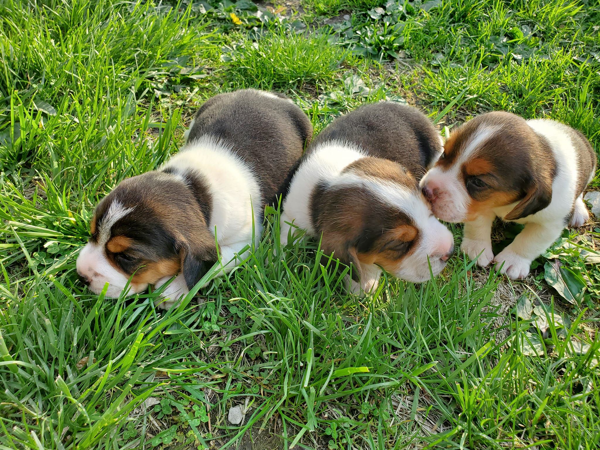 Stl blues pups!  Beagle dog, Beagle, I love dogs