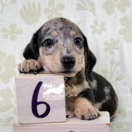 Phoenix AKC: Short Hair, Black and Cream, Dapple - Black and cream male Dachshund puppy in South Easton, Massachusetts from Depot Dachsies