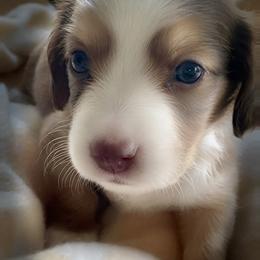 Oliver - Piebald male Dachshund puppy in Petersburg, Virginia from Wiggle Waddle Dachshunds