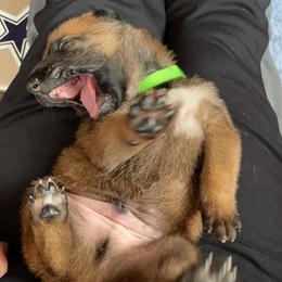 Belgian Malinois Puppies from Pyrex Kennels