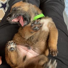 Belgian Malinois Puppies from Pyrex Kennels