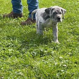 Great Dane Puppies from BkB’s House of Danes