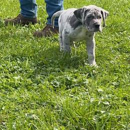 Great Dane Puppies from BkB’s House of Danes