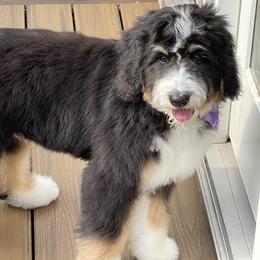 Assorted Doodle Crosses, Australian Labradoodle, Bernedoodle, Goldendoodle, and Labradoodle All Grown Up from Erica’s Doodles