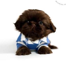 Eko - Liver male Shih Tzu puppy in League City, Texas from Divine Pups