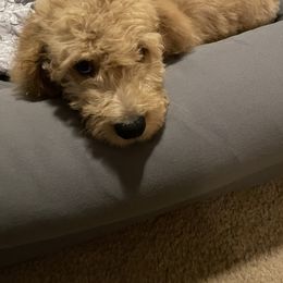 Goldendoodle Puppies from az goldendoodle pups
