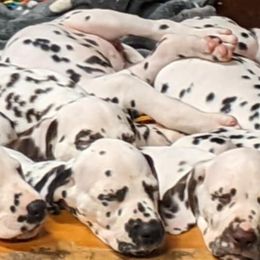 Dalmatian puppies from Coachside Dalmatians