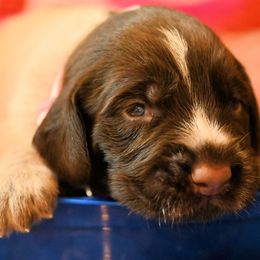 Girl number two - Liver and white female German Wirehaired Pointer puppy in Wallis, Texas from Jagged Edge German Wirehaired Versatility Dogs