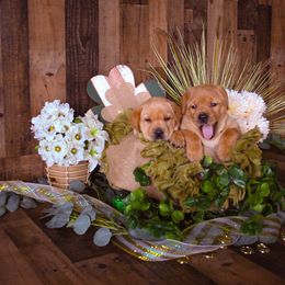 Labrador Retriever Puppies from Prince Labradors