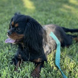 Cavalier King Charles Spaniels and Cavapoos from Larisa's Cavaliers