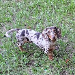 Atlas - Dachshund