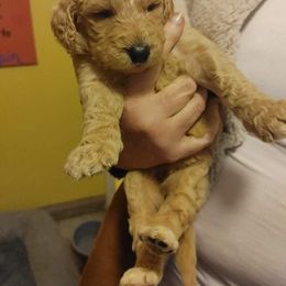 Poodle Puppies from Polly Wally Doodles and Poodles