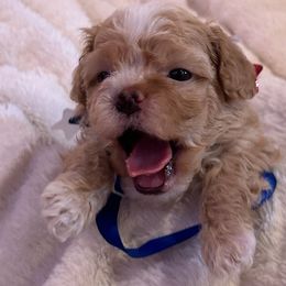 Lady Seville - Red female Havanese puppy in North Richland Hills, Texas from A Royal Havanese Court