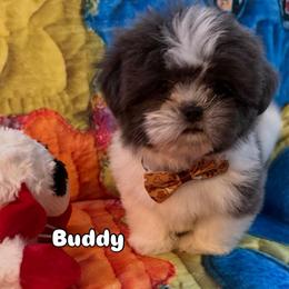 Buddy - Blue and white male Shih Tzu puppy in Cordova, Tennessee from TrueLine kennels