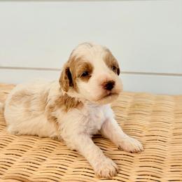 Drift - Parti male Goldendoodle puppy in Livermore, Colorado from Heritage Hills Family Doodles