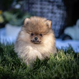 Pomeranian Puppies from Lori’s Precious Poms
