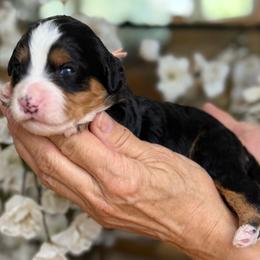 Gigi - Tri-color female Bernedoodle puppy in Yuciapa, California from AlltheDoodlez_
