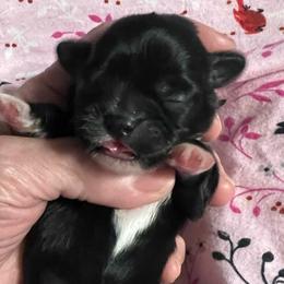 Hot Pink - Dolly Pardon - Black and white female Shorkie puppy in Mays Landing, New Jersey from Fancy Paws Shorkies & Shih Tzus
