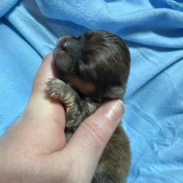 Alfie - Orange sable male Pomeranian puppy in Waterloo, Indiana from Garcias Pomeranian