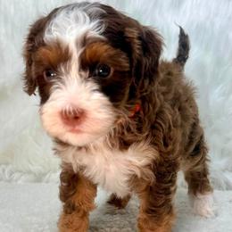 Coriander (Cori) - Tri-color male Australian Labradoodle puppy in Helena, Montana from Labradoodles of Montana
