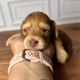 Red - Red female Dachshund puppy in Miami, Florida from Maitime Dachshund