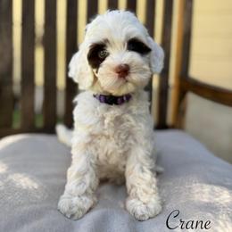 Crane - Chalk female Australian Labradoodle puppy in Morgan Hill, California from Loving Labradoodles