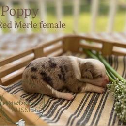 Poppy - Red merle female Miniature Australian Shepherd puppy in Louisville, Mississippi from Magnolia Spring Aussies