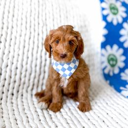 Oberon - Red  male Goldendoodle puppy in Springville, Utah from Happy Doodle